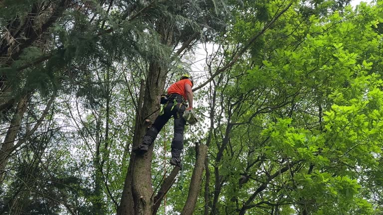 Best Root Management and Removal  in Lemoore, CA